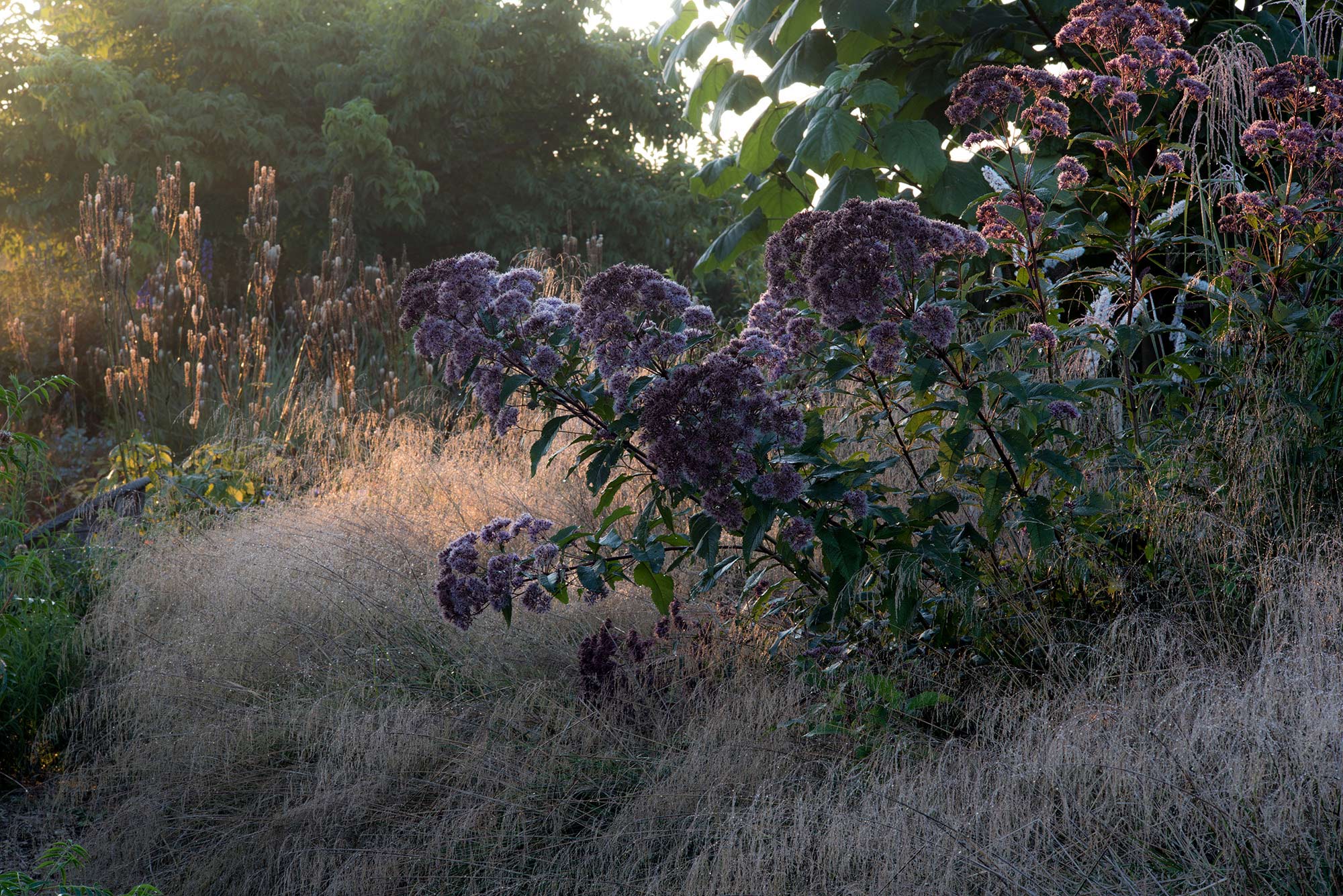 Silberkerzen und Röhriger Wasserdost in Rasen-Schmiele - Teil einer Gartengestaltung in Brüggen Silberkerzen und röhriger Wasserdost wachsen in einer Pflanzung aus Rasen-Schmiele