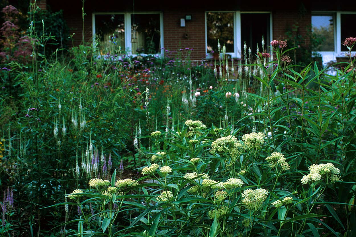 Kandelaber-Ehrenpreis und Prärie-Seidenpflanze ‚Ice Ballet' - Teil einer Gartengestaltung in Brüggen Kandelaber-Ehrenpreis und Prärie-Seidenpflanze ‚Ice Ballet' in einer Staudenpflanzung in Brüggen.