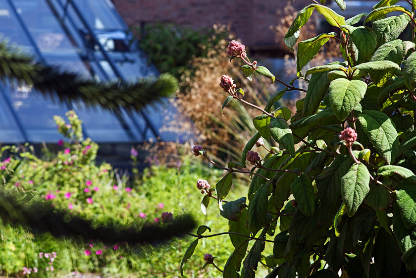 Pflanzenvielfalt mit Araukarie, Riesen-Federgras und Samthortensie – Gartengestaltung Viersen. Araukarie mit Riesen-Federgras und Samthortensie in einem Privatgarten in Viersen.