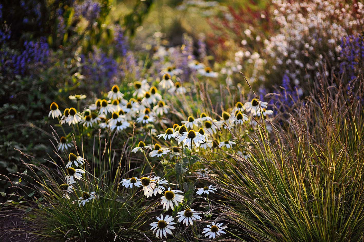 Gartengestaltung Brüggen: Weißblühender Sonnenhut in der Abendsonne – Foto © Jürgen Becker / Avantgardening Weißblühender Sonnenhut in der Abendsonne, Foto von Jürgen Becker, aus dem Buch Avantgardening