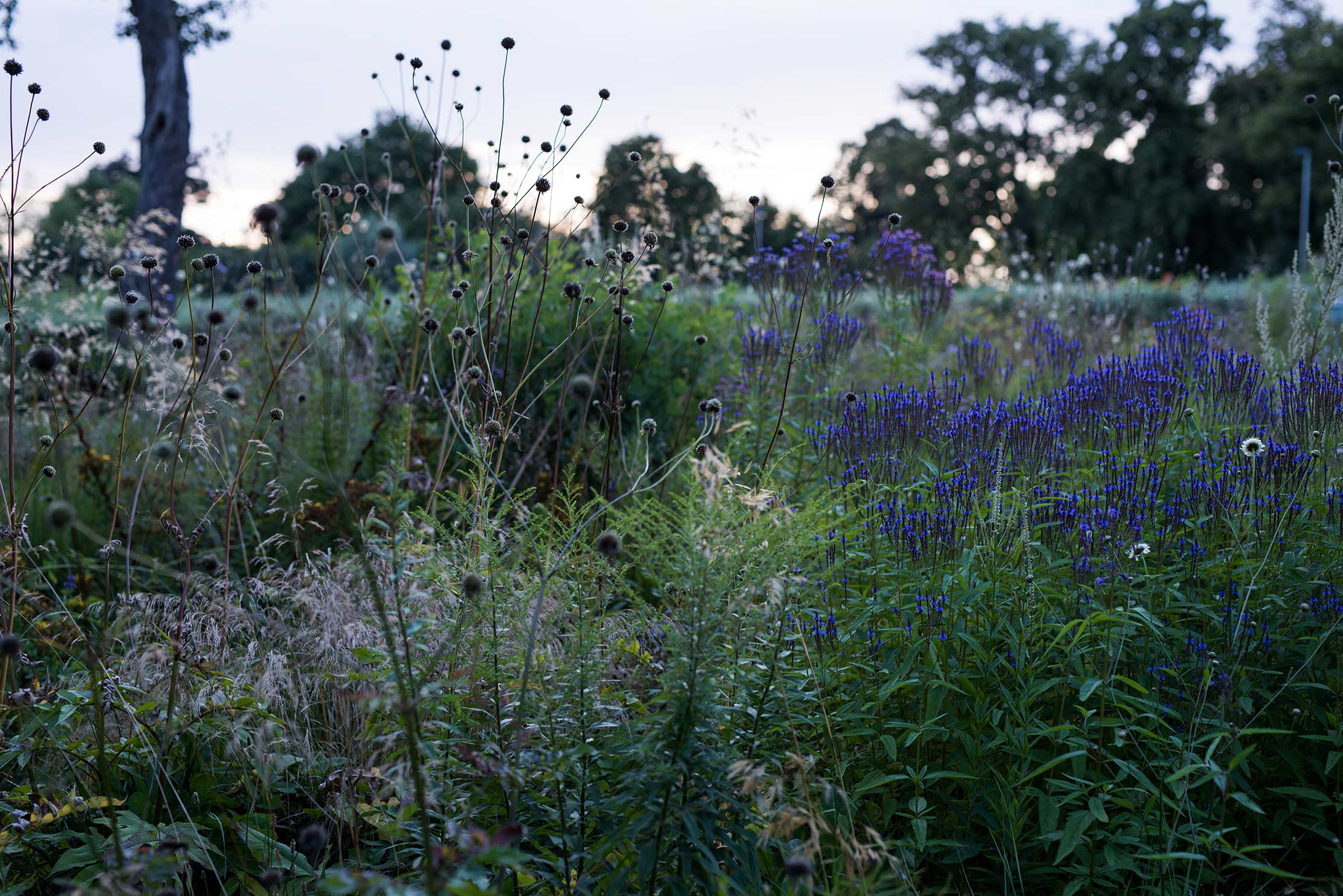 Naturalistische Gartengestaltung mit Riesen-Schuppenkopf und Lanzen-Eisenkraut in Oberbarnim Riesen-Schuppenkopf und Lanzen-Eisenkraut in einer naturalistisch gestalteten Pflanzung in Oberbarnim.