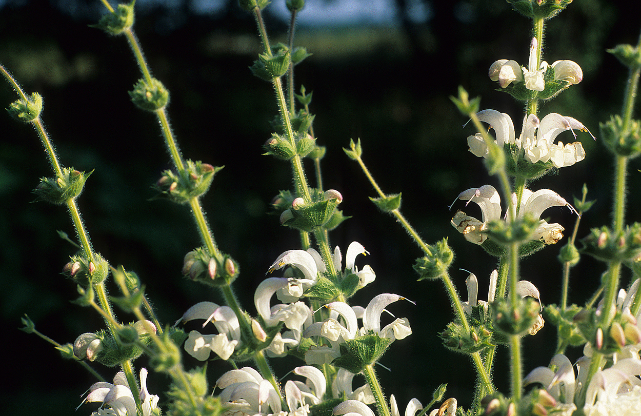 Silber-Salbei (Salvia argentea) bevozugt trockene bis feuchte Steingärten und ist ein gutes Beispiel dafür, dass auch ein Zuviel an Wasser Stress bedeutet. Steht er im Winter zu feucht, geht er garantiert ein.
