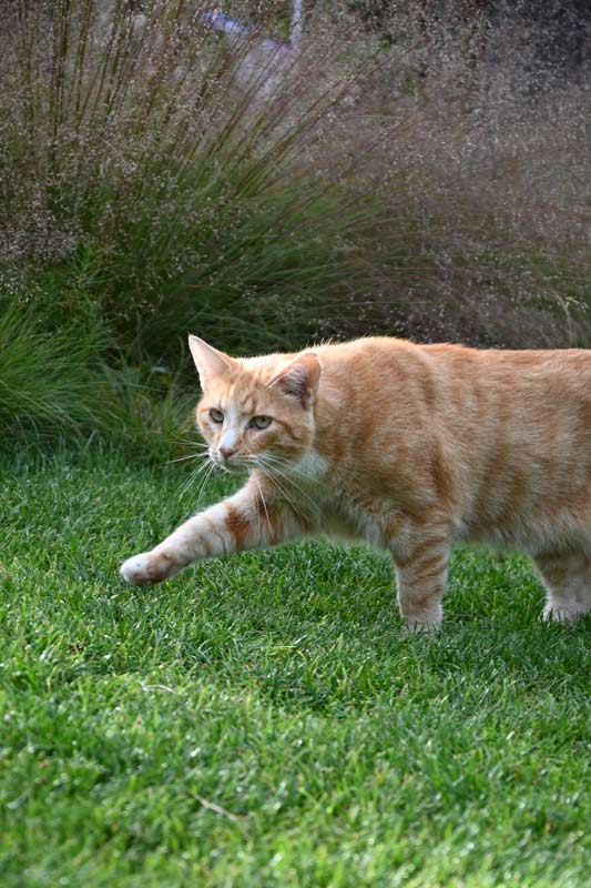 Feles, non canis, est verus amicus hominis. Foto: Ira Lenzen Katze auf Erkundungsgang