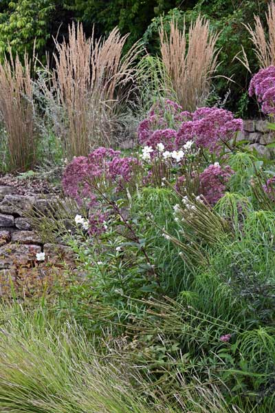 Calamagrostis acutiflora auf Mauerkrone - Foto: Ira Lenzen Garten-Reitgras auf Mauerkrone