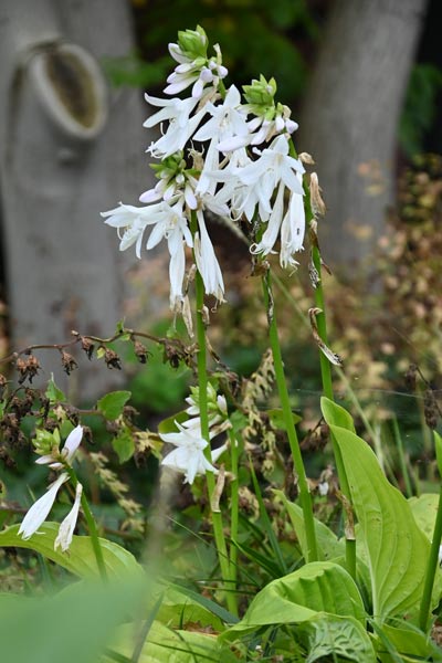 Die Duftende Herzblattlilie (Hosta plantaginea) ist frei von Schneckenfraß. Foto: Ira Lenzen Die Duftende Herzblattlilie (Hosta plantaginea) ist frei von Schneckenfraß.
