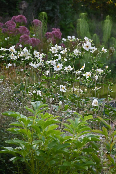 Herbst-Anemone (Eriocapitella japonica 'Honorine Jobert') - Foto: Ira Lenzen Eriocapitella japonica 'Honorine Jobert'