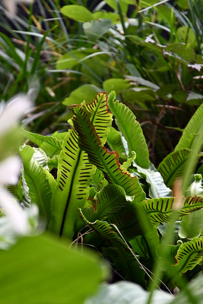 Hirschzungenfarn (Phyllitis scolopendrium) hat sich unter der Walnuss gut etabliert. Foto: Ira Lenzen Hirschzungenfarn (Phyllitis scolopendrium) hat sich unter der Walnuss gut etabliert.