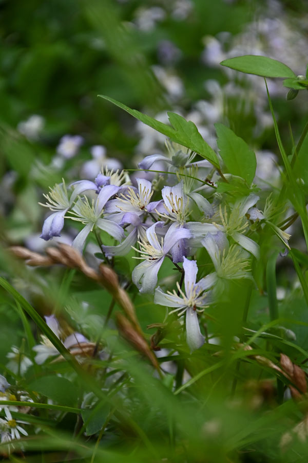 Detail der Teppich-Waldrebe (Clematis ×jouiniana 'Praecox') Foto: Ira Lenzen Clematis ×jouiniana 'Praecox'