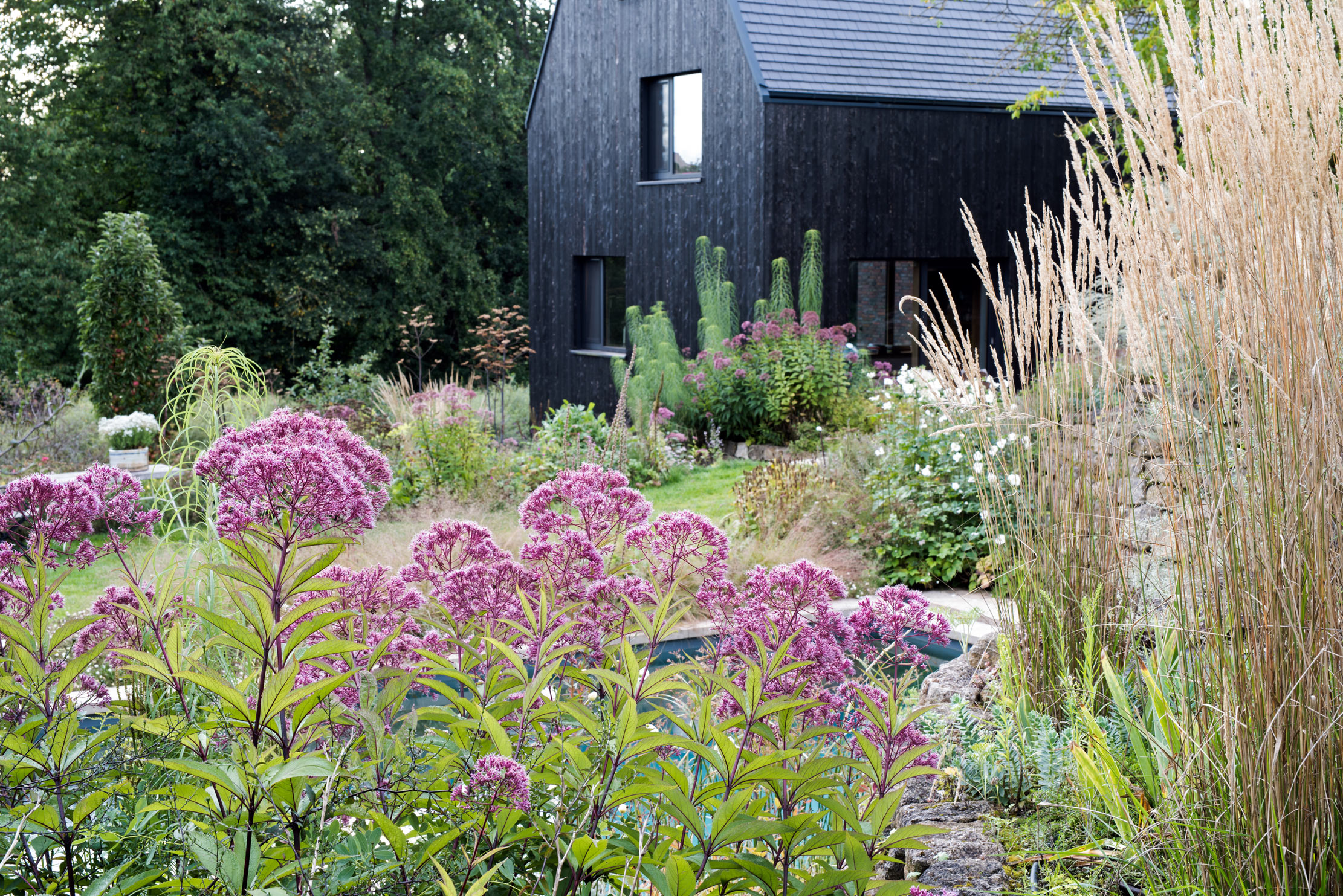 Staudenpflanzung am Pool mit Wasserdost, Sonnenblumen und Reitgras – Gartenplanung Thalbürgel Röhriger Wasserdost, weidenblättrige Sonnenblume und Garten-Reitgras in Poolnähe in einem Garten in Thalbürgel