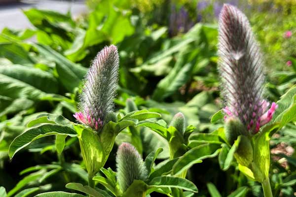 Purpurklee (Trifolium rubens 'Peach Pink') geht in Blüte.