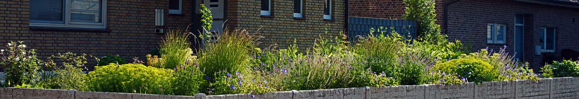 Das Staudenbeet im Mai des zweiten Jahres - eine Pflanzplanung in Nettetal, NRW Der Garten im Mai des zweiten Jahres: Drei größere Buchsbäume wurden inzwischen durch einen Judasbaum, eine Zaubernuss und einen Himalaya-Indigostrauch ersetzt. Zwei Buchshecken wichen zudem einer Reihe von Rosa moschata 'Plaisanterie' sowie einer Gruppe von Fackellilien.